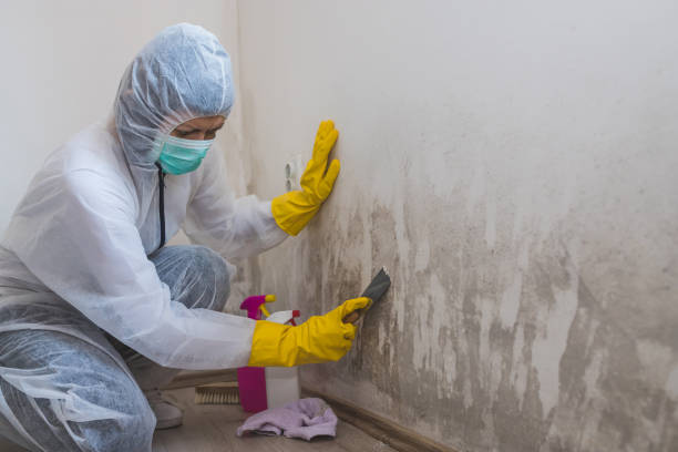 Best Crawl Space Mold Removal  in Kahului, HI