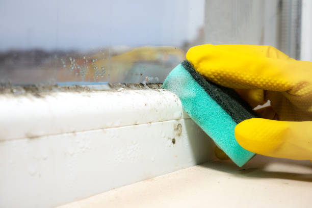 Best Office Mold Removal Services  in Kahului, HI