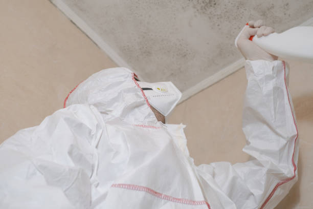 Trusted Kahului, HI Mold Removal Experts