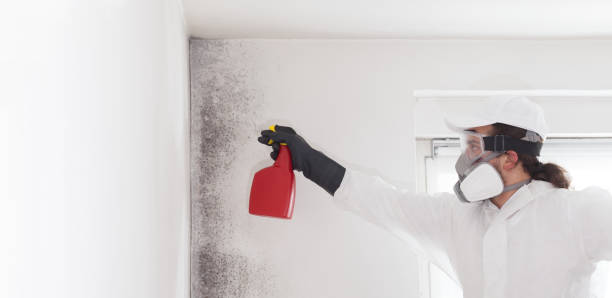 Best Professional Mold Removal  in Kahului, HI