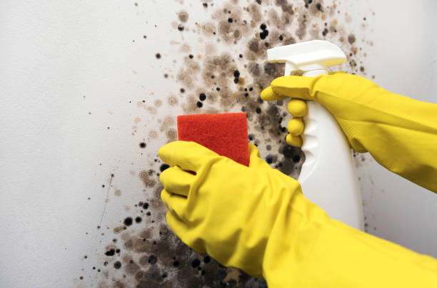 Best Local Mold Removal Service  in Kahului, HI