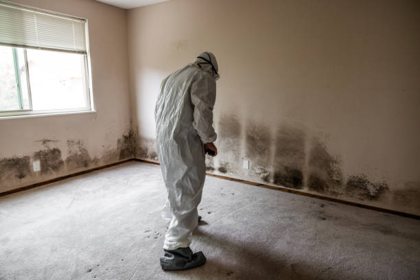 Best Attic Mold Removal  in Kahului, HI