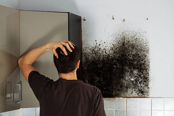 Best Professional Mold Removal  in Kahului, HI